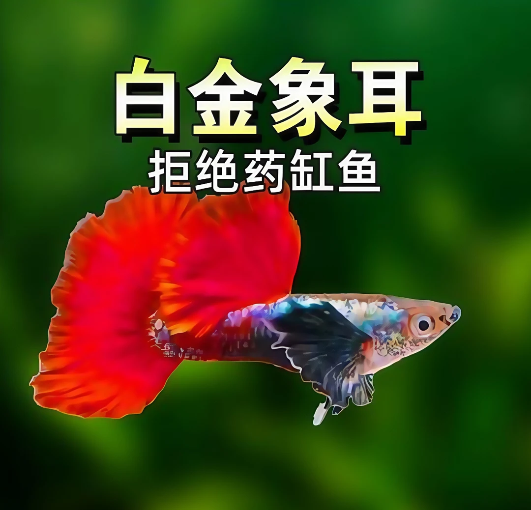 [小型热带观赏鱼]精品白金象耳 纯高端孔雀鱼 好看 大耳朵基因
