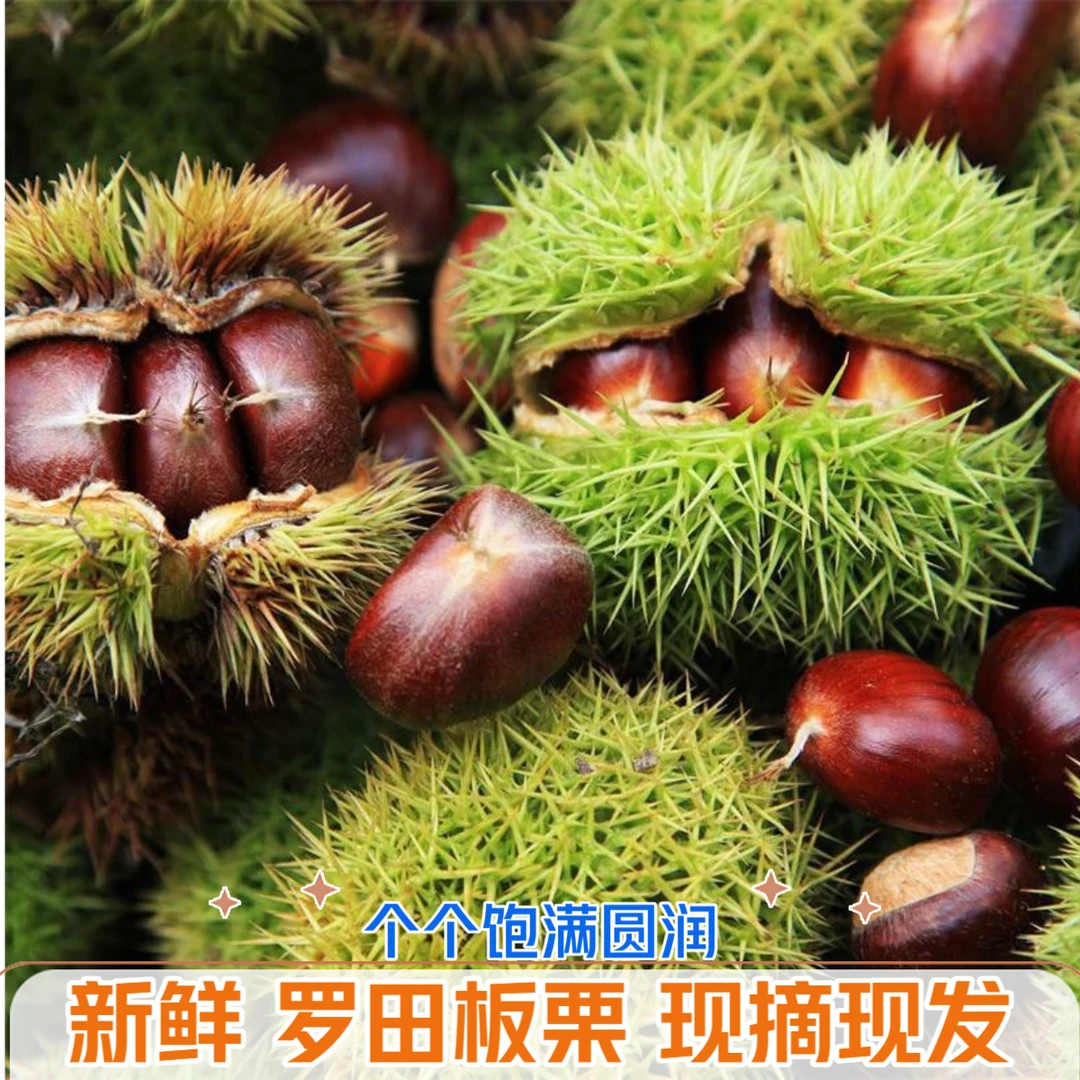 湖北罗田板栗高山老树板栗新鲜板栗现摘板栗油栗子带壳红皮板栗子