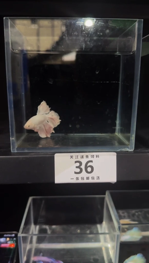 斗鱼直播竞拍链接36