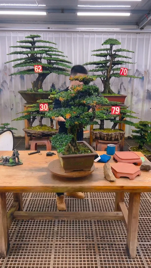 无花朵广****水精品盆景直播间一物一拍