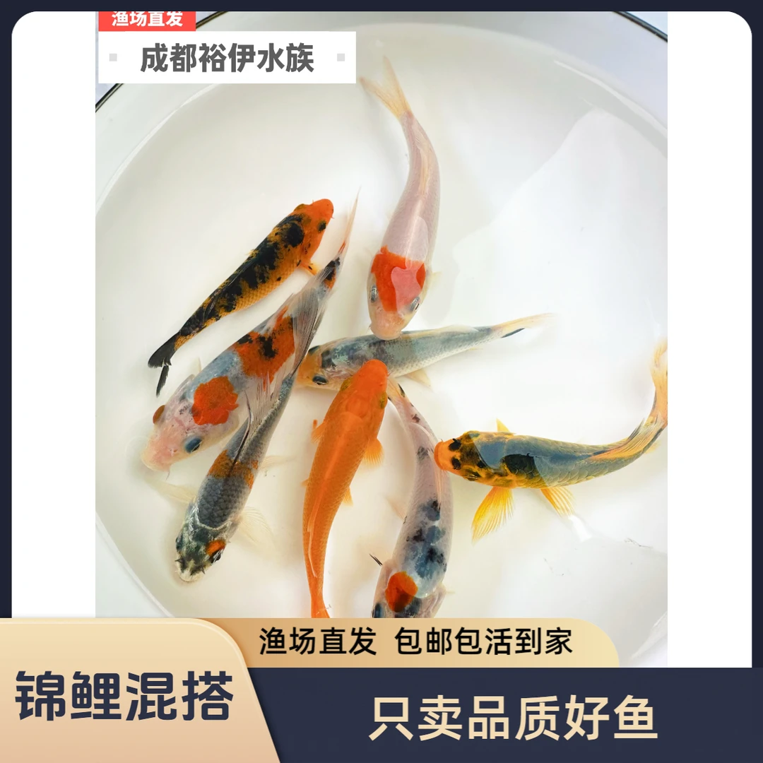 大正昭和金松红白虎皮介子淡水冷水观赏锦鲤鱼未挑选随机发货
