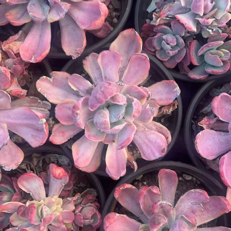 伯克利锦单头起多肉