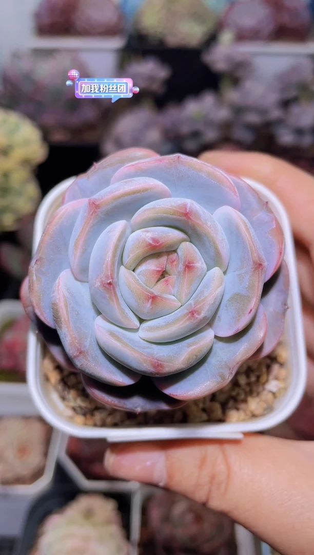 【闪购商品】095无名多肉