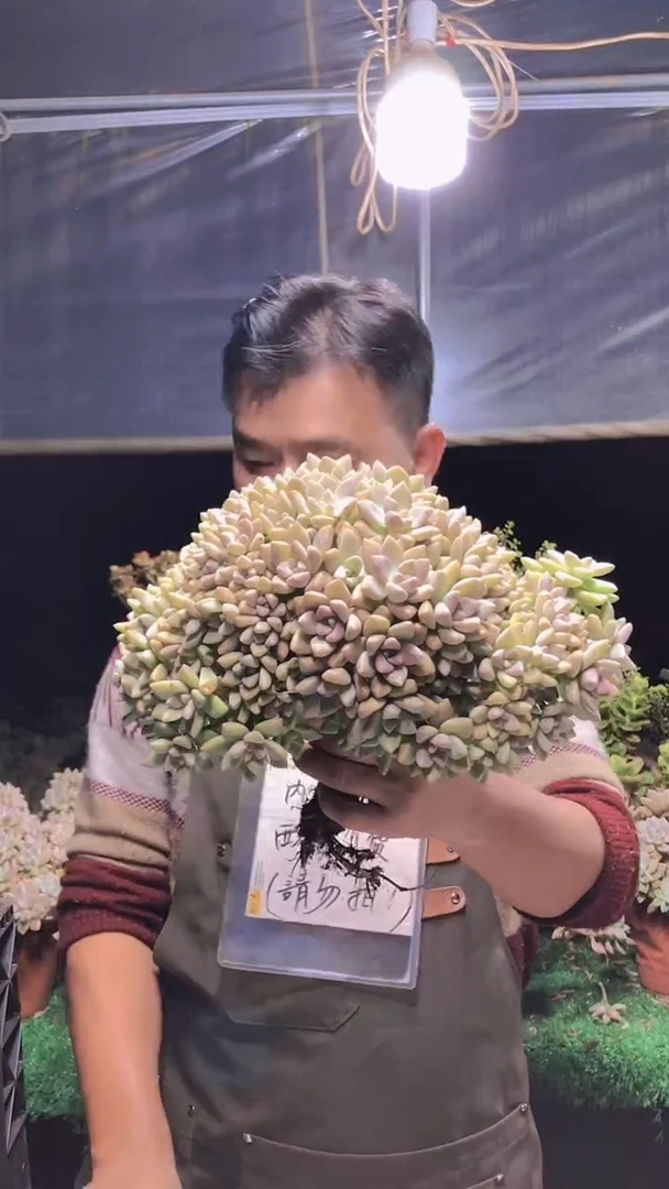 125淡雪缀化一物一拍