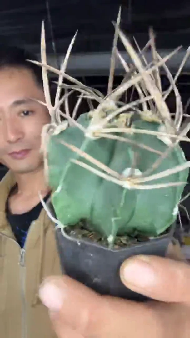 实生水牛角39.99