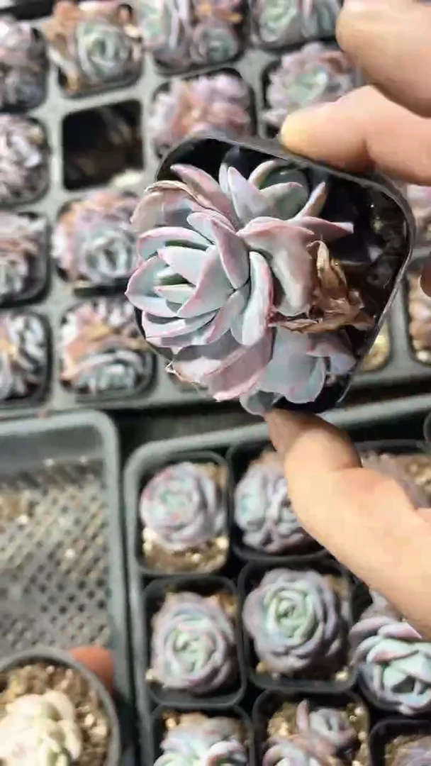 【闪购商品】65盆布鲁兰三头多肉