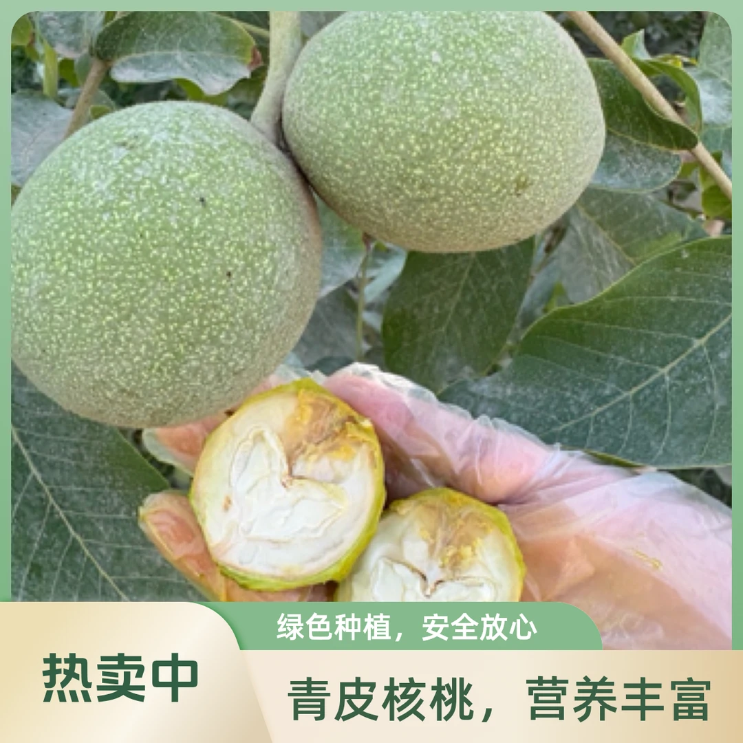 2025年新疆阿克苏直发185青皮核桃湿核桃现摘现发应季鲜核桃