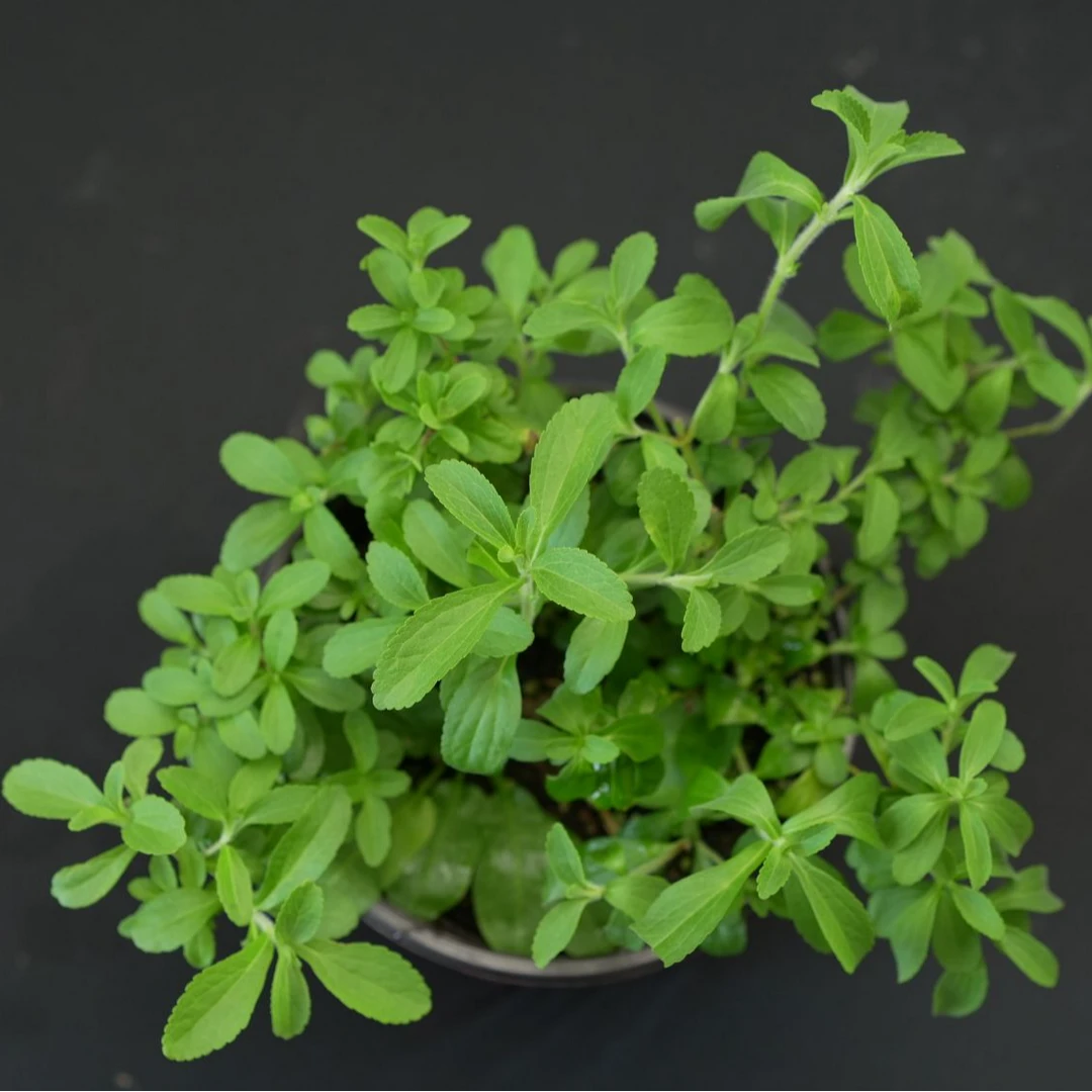 【甜叶菊】香草盆栽天然甜味可食用阳台庭院多年生好养