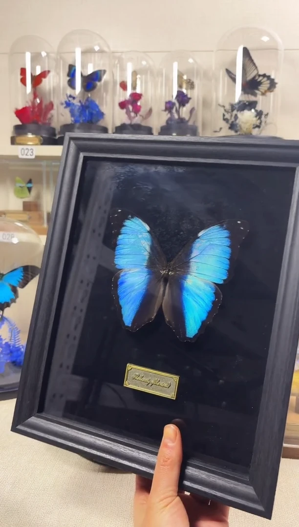 大自然真实的蝴蝶标本