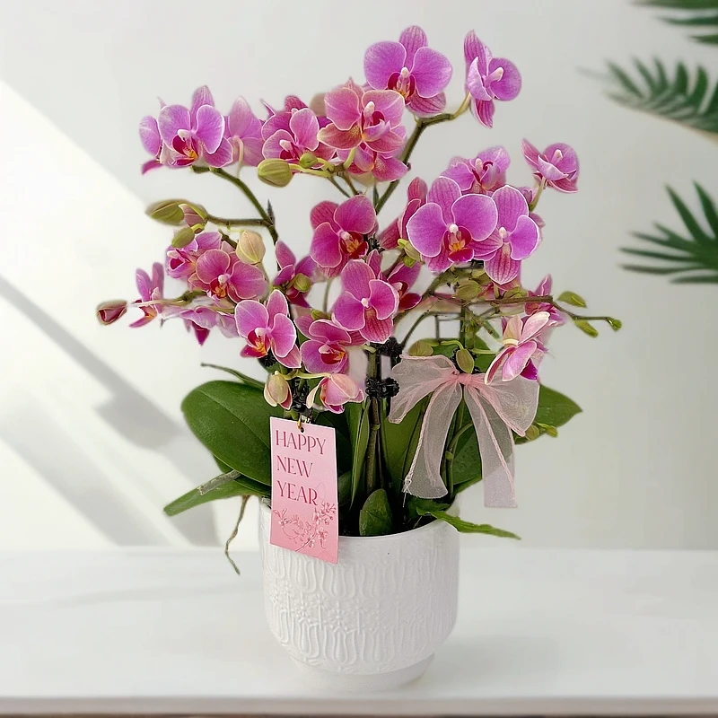 蝴蝶兰《小彩虹》 桌面花花 碧绿爆根 好养耐养带花 基地直发