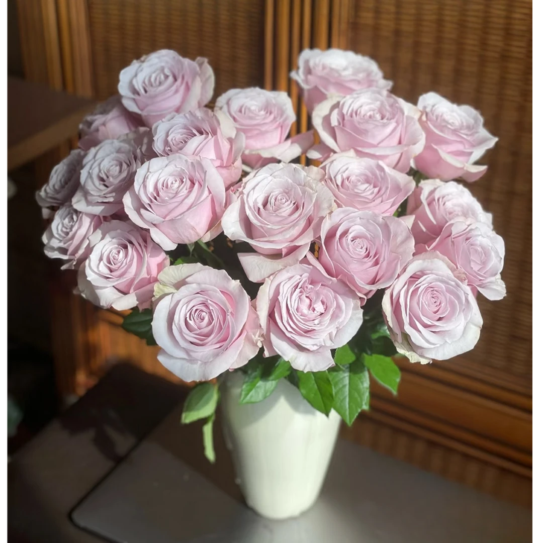 【方德中小型花苞】【嘉荷】【柯赛特】单头玫瑰