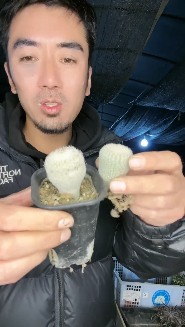 【闪购商品】实生月世界加自根月世界