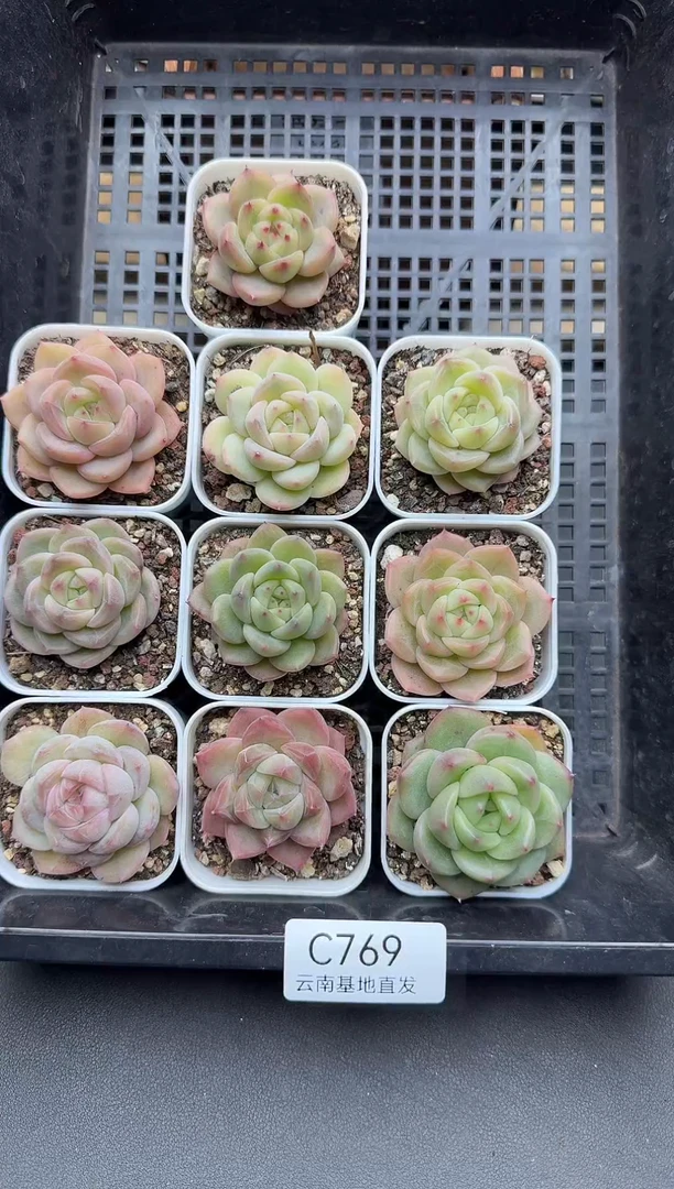 珍妮杂交多肉C769