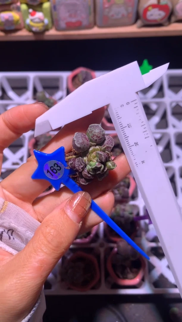 海豹凯缇猫海豹哈哈163