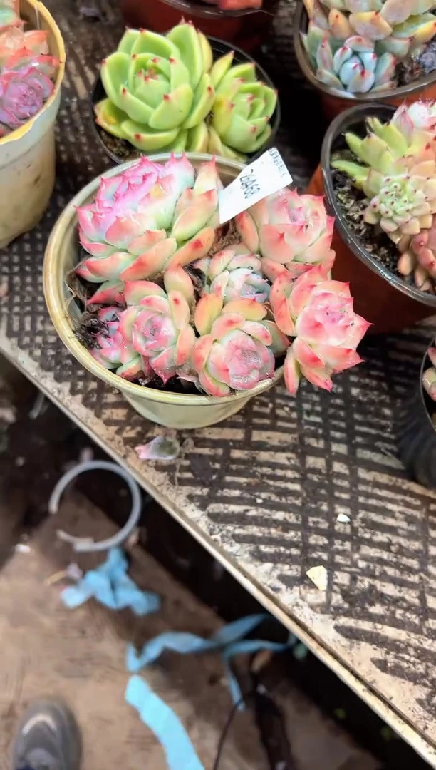 l****溜多肉植物一物一拍26468