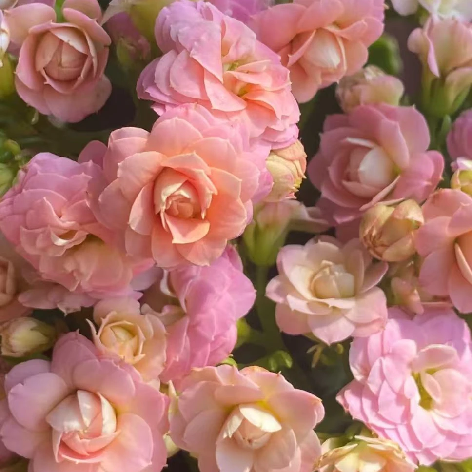 重瓣马卡龙【130盆】重瓣长寿花带花苞美观鲜花盆栽室内阳台好养