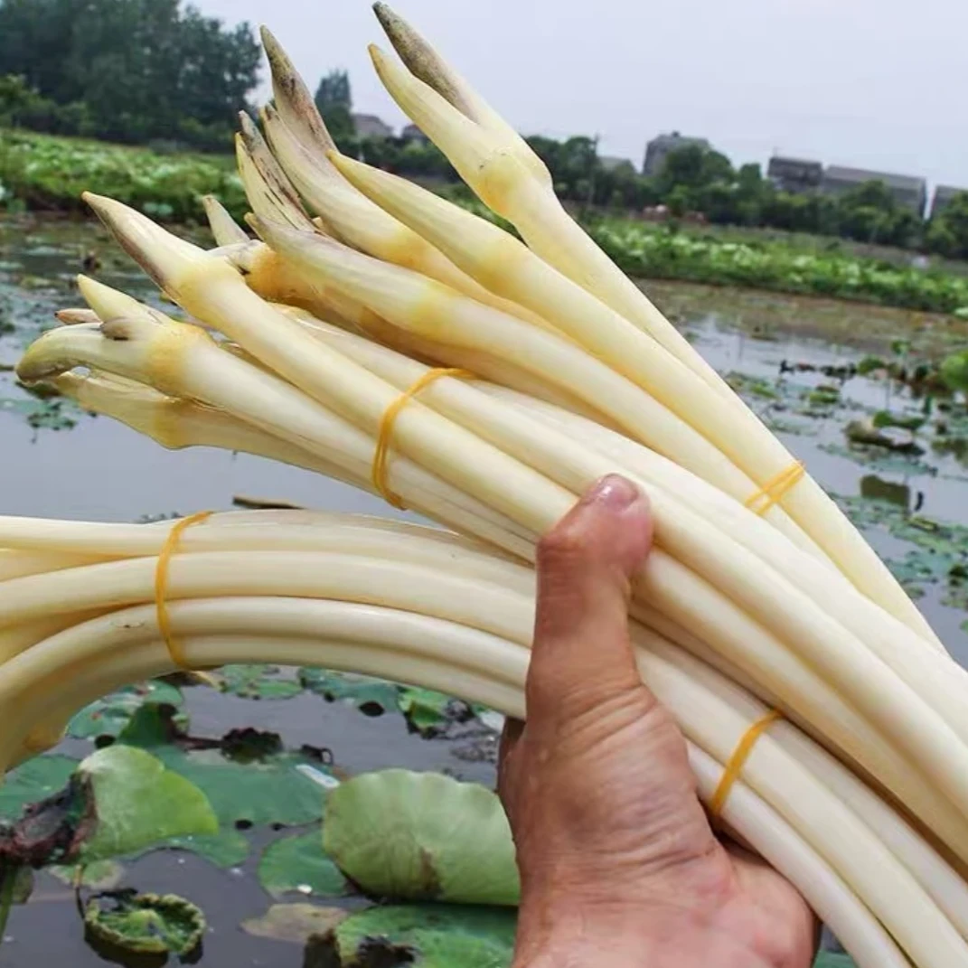 当涂农家现摘藕带
