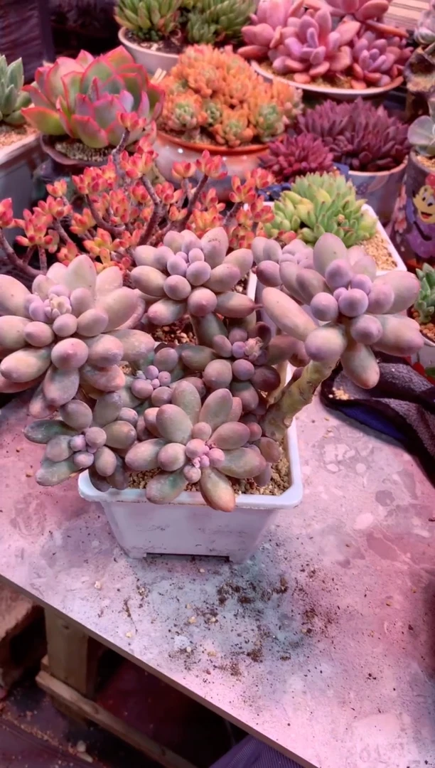 0230满28发货非偏远