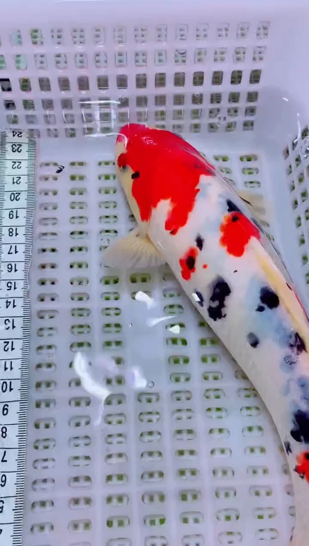 锦鲤血统锦鲤全场包邮19