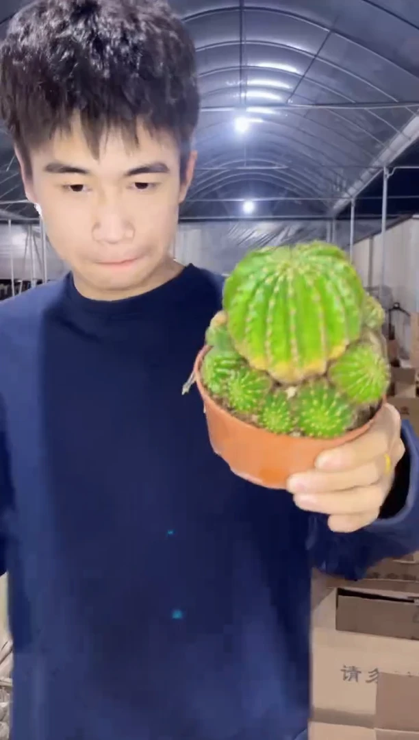 【闪购商品】大号 浓桃筋