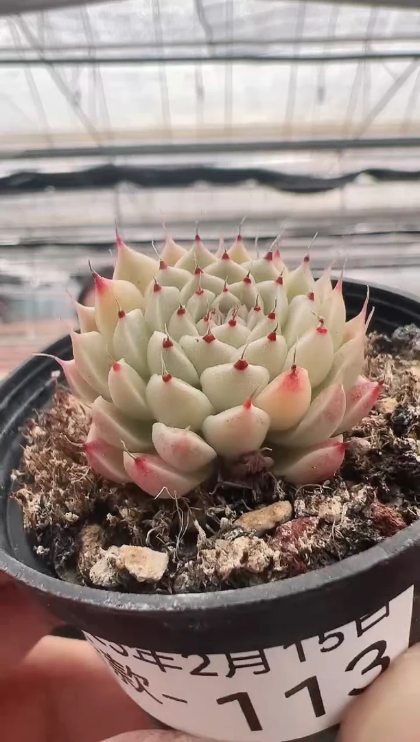 【闪购商品】新款多肉-113