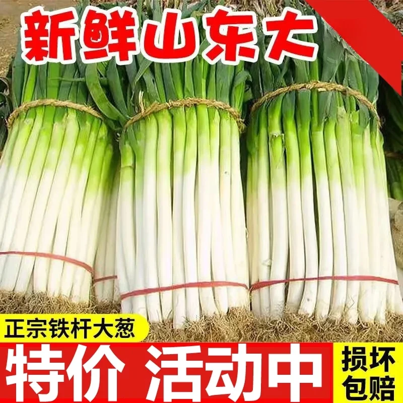 山东新鲜铁杆大葱甜脆多汁产地直发蔬菜