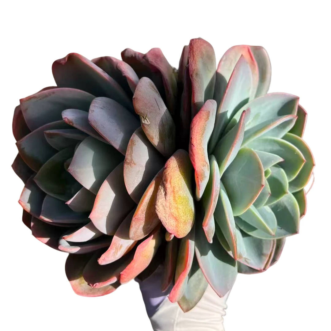 布鲁蓝脱土（传承多肉） 多肉植物室内绿植净化空气