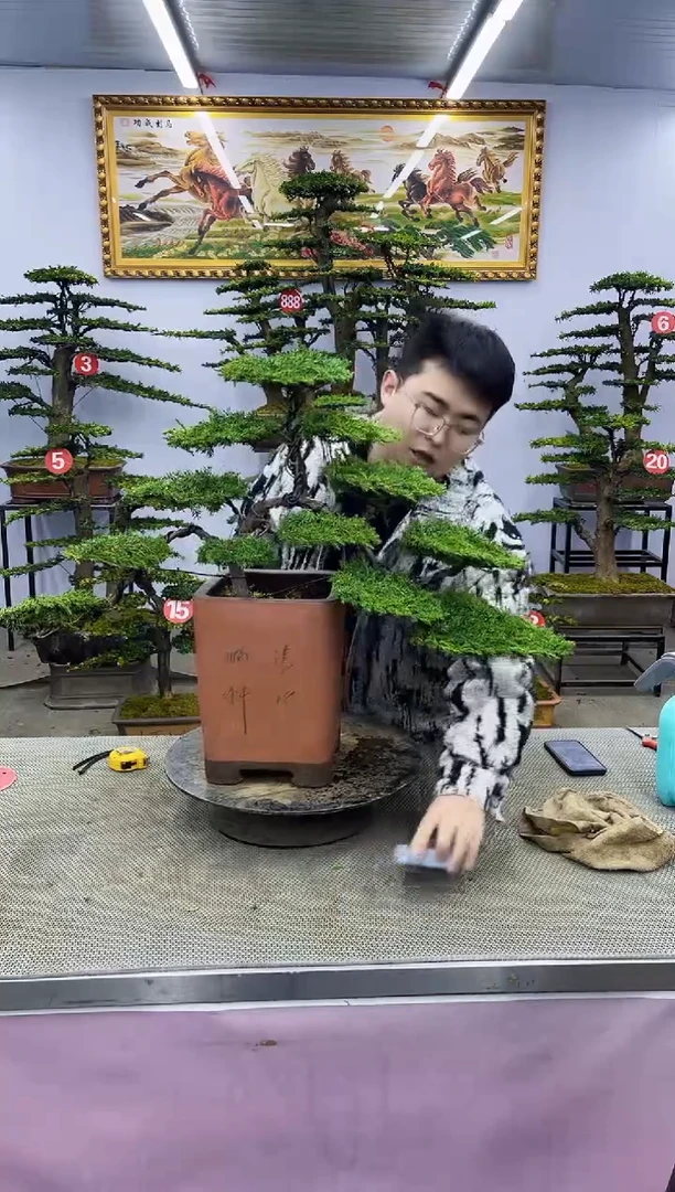 【闪购商品】八斗松/松类活物造型盆景，以直播间截图为啊啊啊