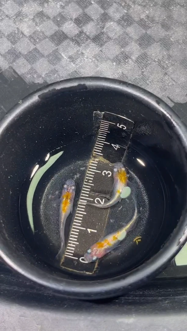 青鳉鱼观背青鳉一物一拍2号