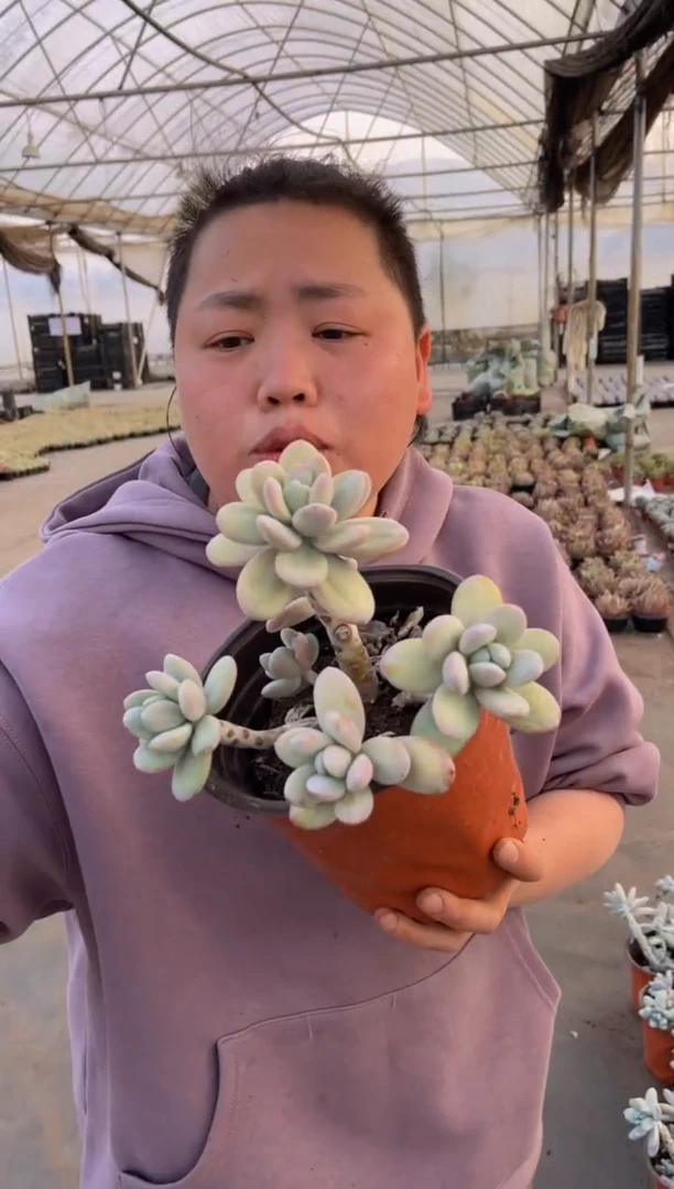 【闪购商品】49-雪美人老桩5.8