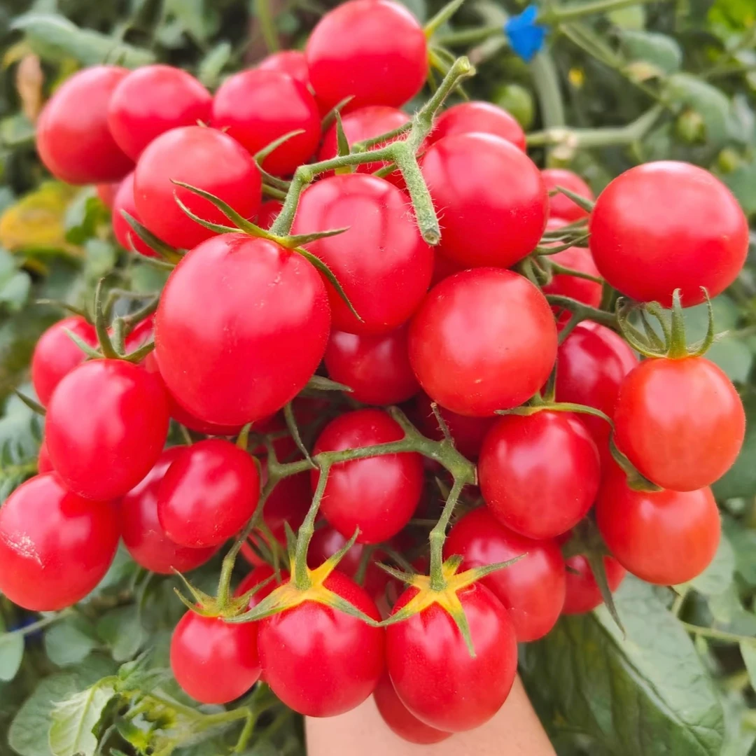 千禧番茄苗室内盆栽大田种植洋柿子秧苗好种蔬菜苗简单蔬菜种子