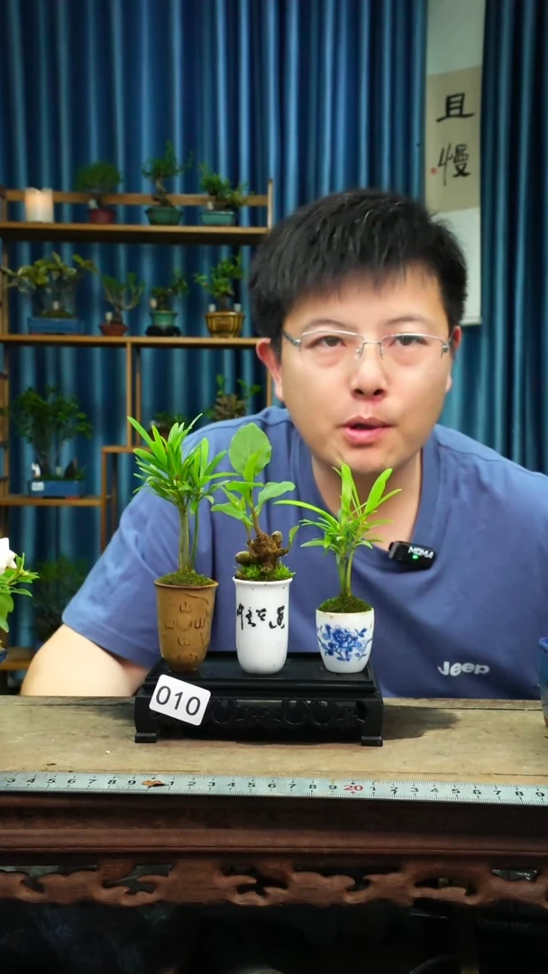无花朵苔藓微景观010号