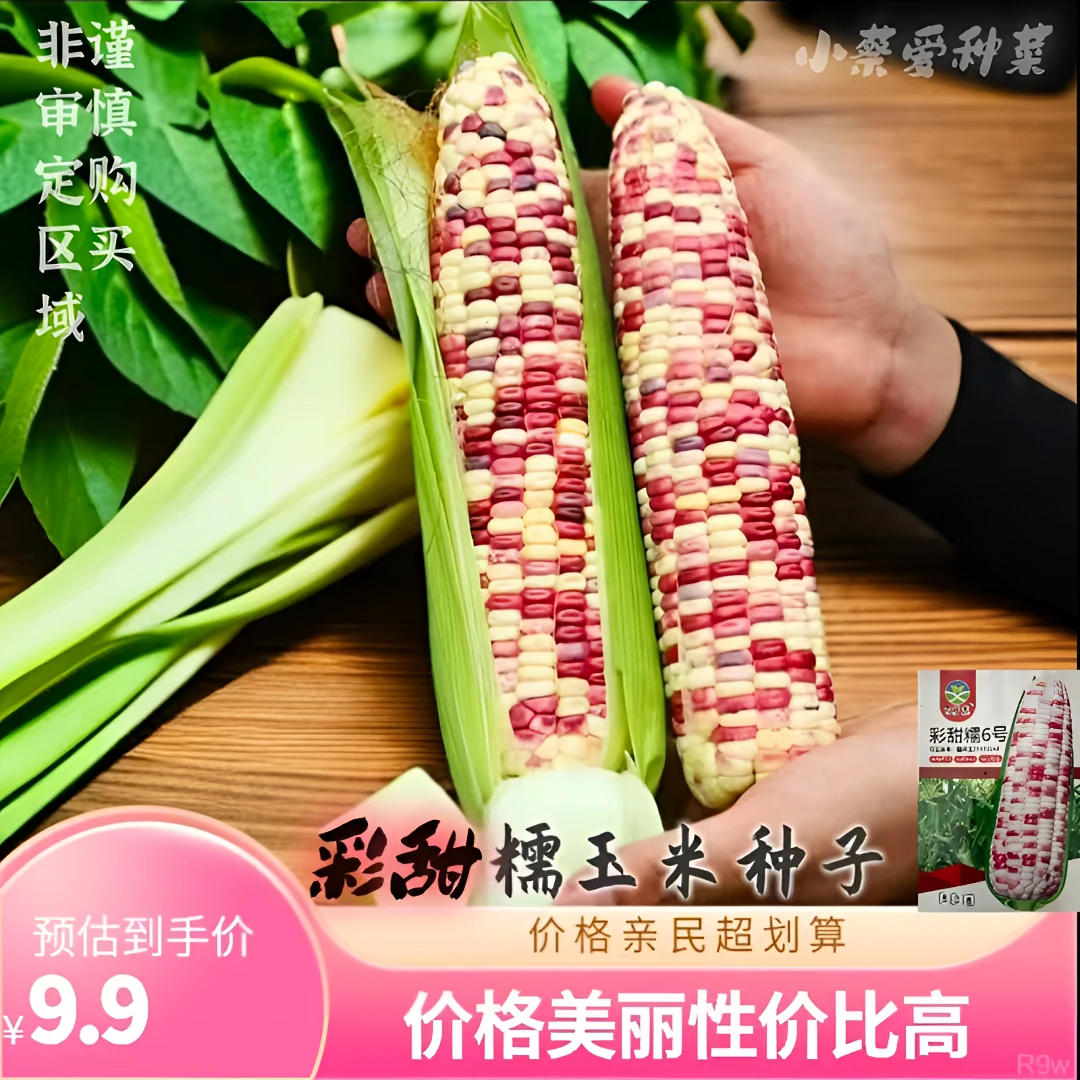 彩甜糯玉米种子田园基地均可种植