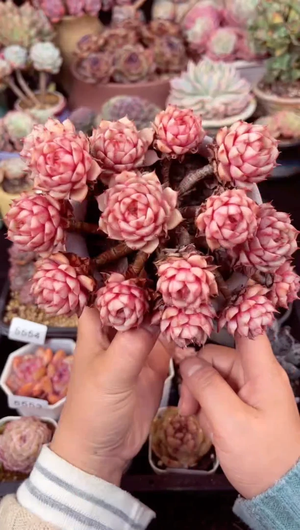 【闪购商品】群生无砍状态苯巴迪斯多肉（带盆土发货）