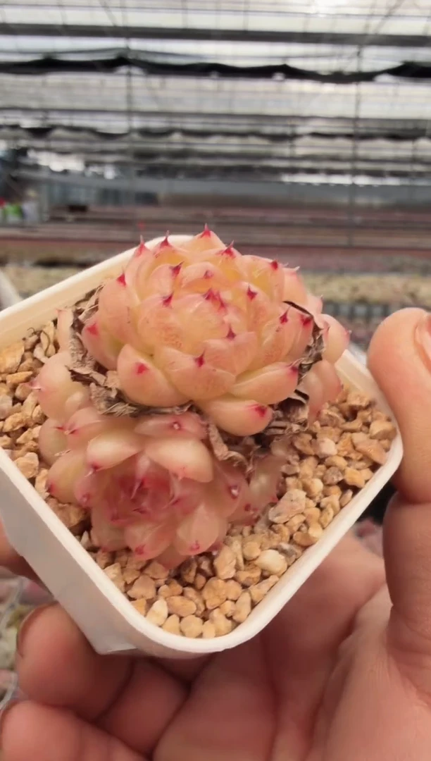 东云多肉园新款-30