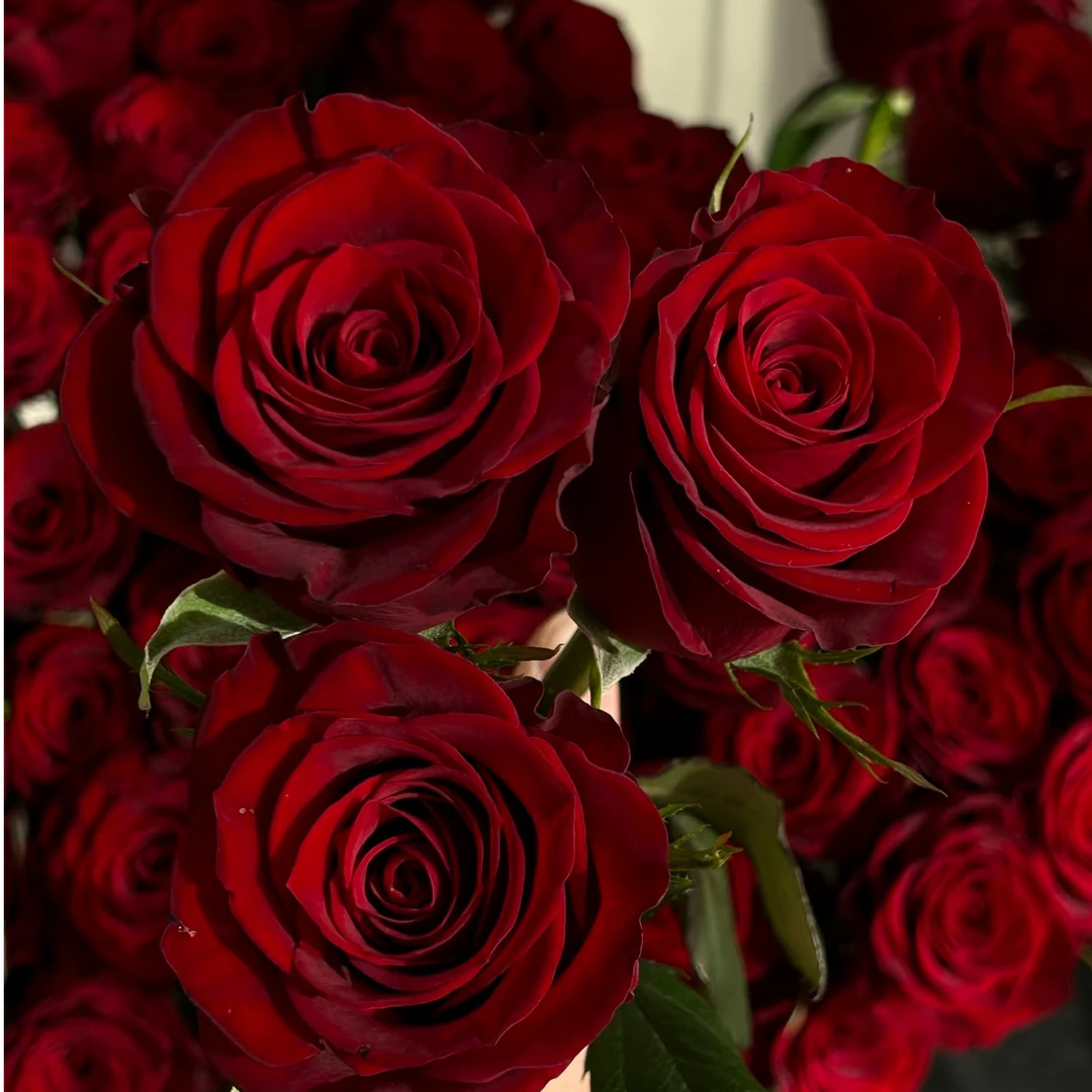 【红丝绒】正红色月季新手易养盆栽月季阳台月季庭院花卉多级开花