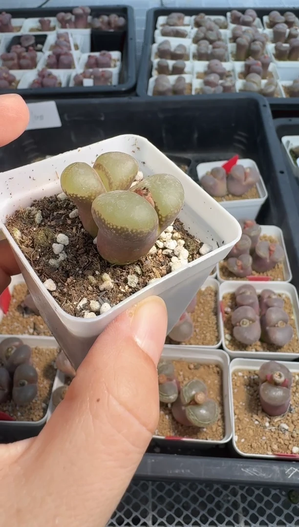 27-8多肉植物肉锥