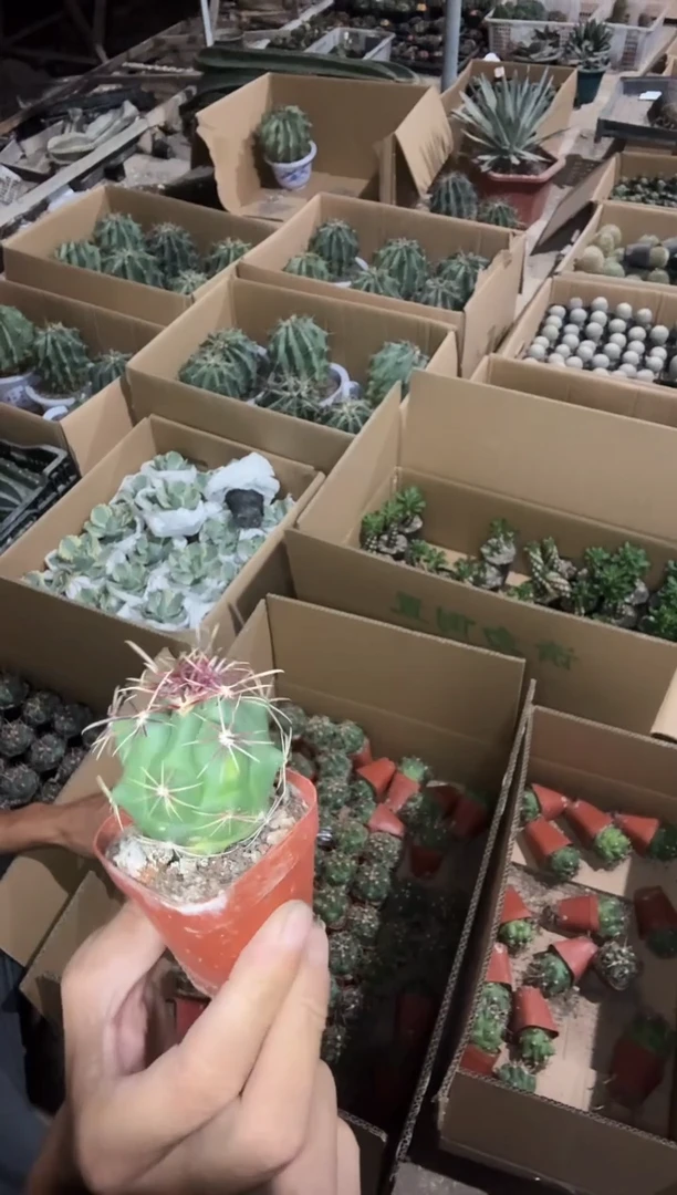 实生大红鹰25.99