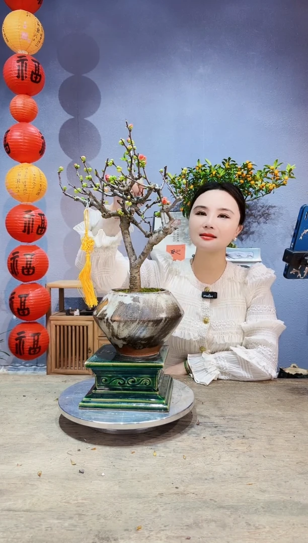 【闪购商品】盆景海棠 长寿冠