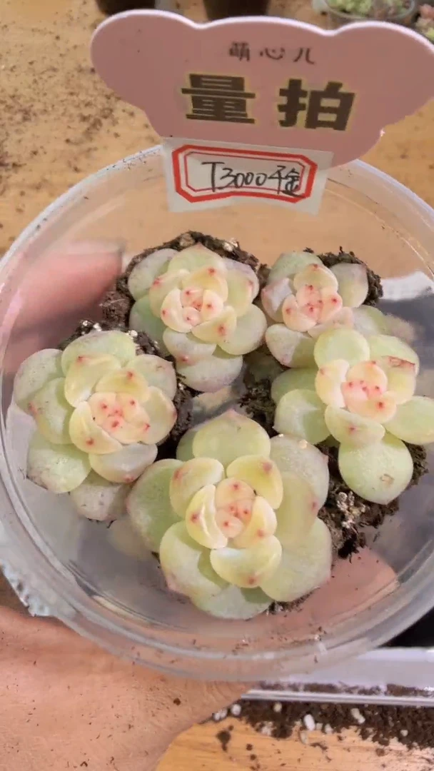 T3000单双混 5颗量拍混发 满9.9包邮