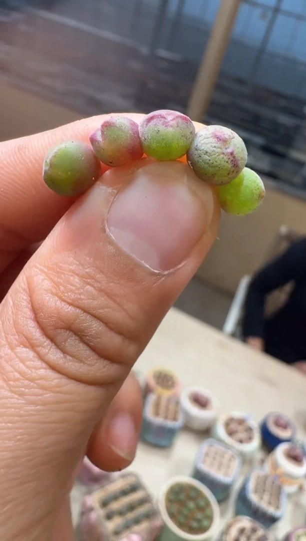 155多肉植物肉锥arm985猪蹄一颗