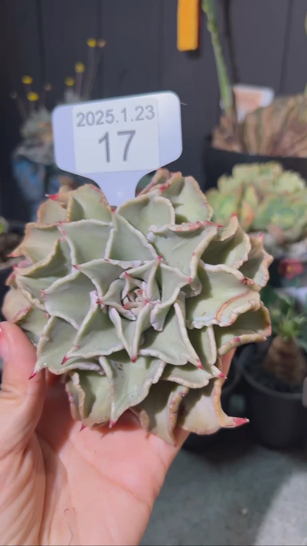 【闪购商品】饺子皮1.23.17