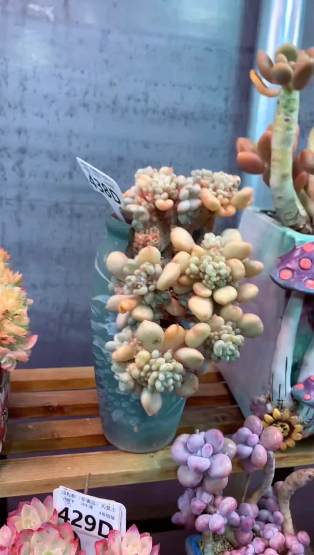 438D（一物一拍，精品多肉，w所见即所得 ）