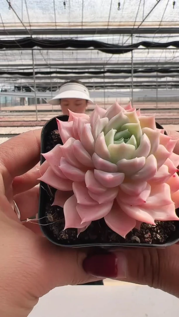 【闪购商品】新款多肉-84