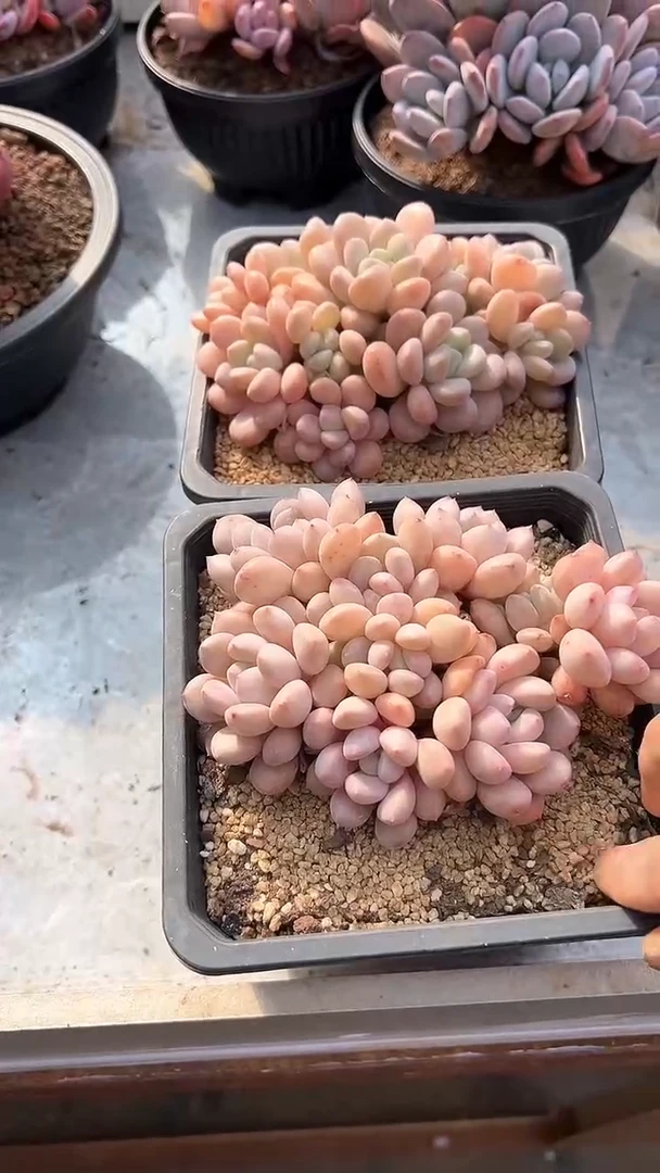 【闪购商品】白鹭多肉