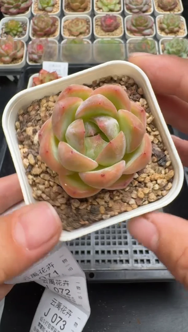 069J云禹多肉植物 带盆土纸巾打包 当天拍3颗包邮