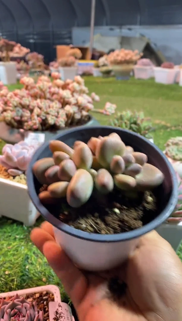 【闪购商品】KK奶0754aaaaaaa