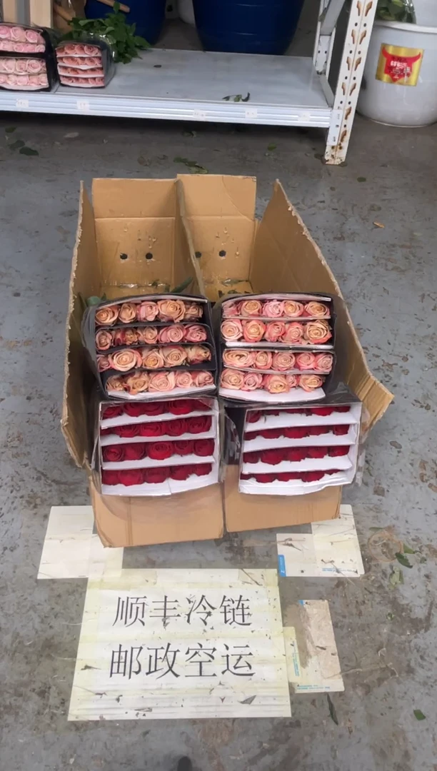 高原红20枝+卡布20枝