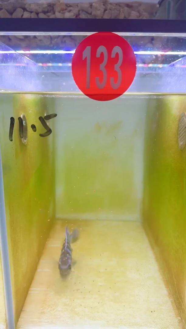 慈鲷三湖慈鲷133