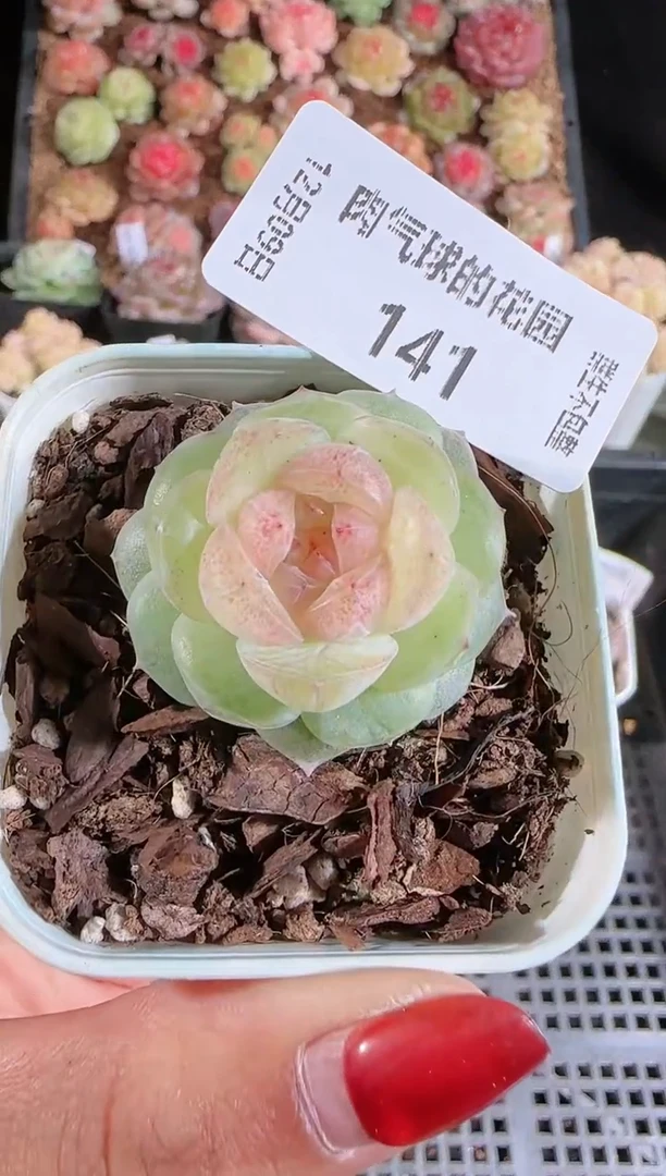 1209-141若梦多肉群生不包整